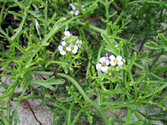 Cakile maritima baltica