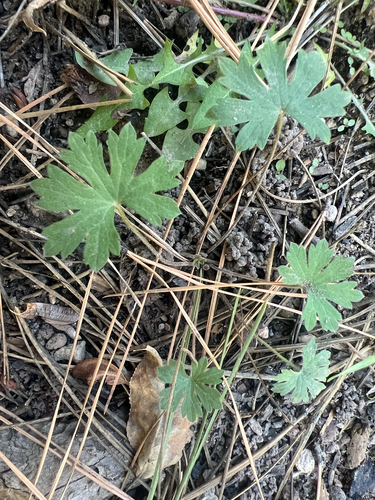 Geranium caespitosum, 2026-10-09
