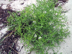 Cakile maritima baltica