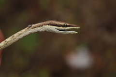 Oxybelis potosiensis