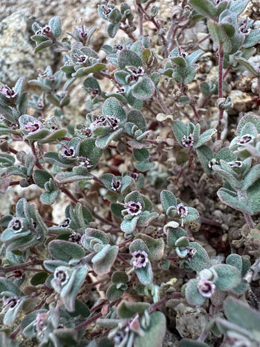 Euphorbia melanadenia, 2026-10-21
