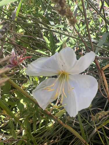 Oenothera albicaulis, 2026-10-09