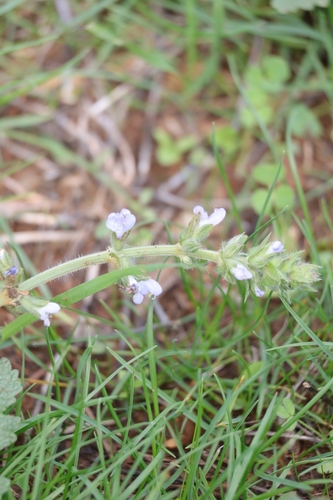 Salvia verbenaca, 2026-10-21