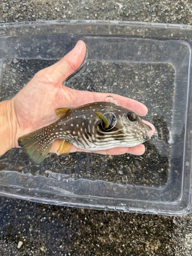 Arothron hispidus observed 2026-10-21