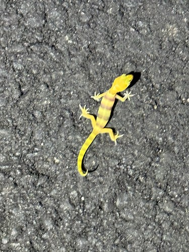 Coleonyx variegatus observed 2026-10-20