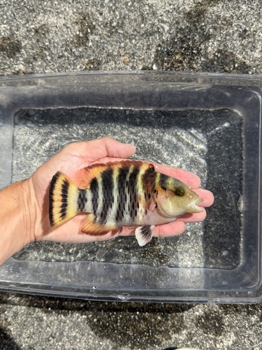 Cheilinus fasciatus observed 2026-10-21