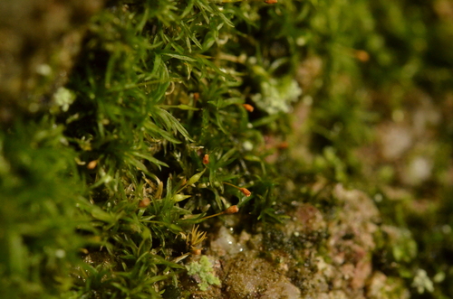 Rhabdoweisia crispata observed 2026-10-20