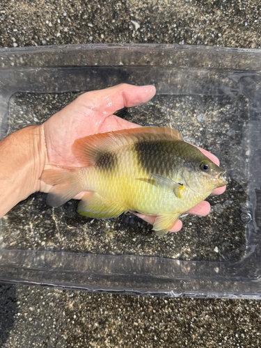 Dischistodus observed 2026-10-21