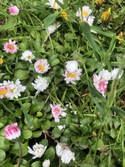 Bellis perennis