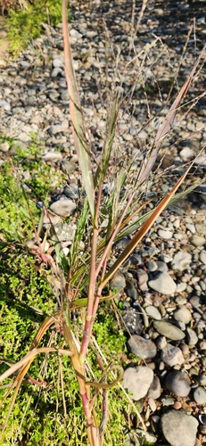 Panicum dichotomiflorum observed 2026-10-21