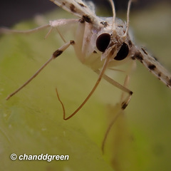 Pycnarmon cribrata