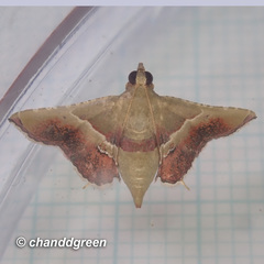 Endotricha repandalis