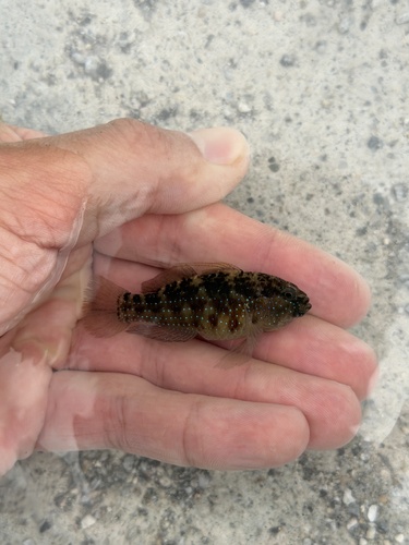 Asterropteryx semipunctata observed 2026-10-21