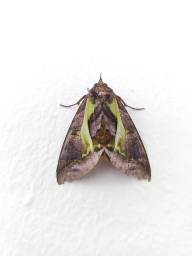 Eudocima homaena