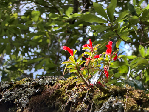 Aeschynanthus observed 2026-10-17