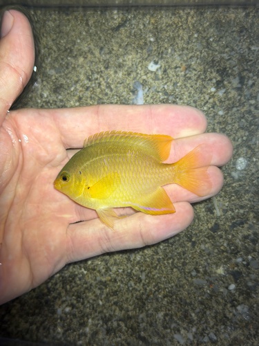 Pomacentrus moluccensis observed 2026-10-21