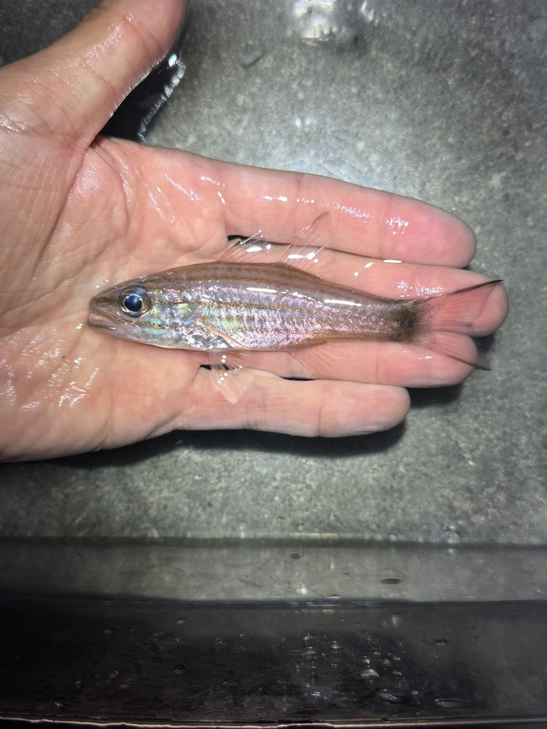 Wolf cardinalfish