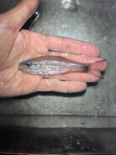 Cheilodipterus artus observed 2026-10-21