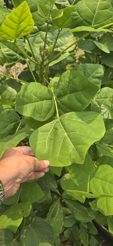 Erythrina variegata observed 2026-10-19