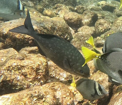 Kyphosus sandwicensis observed 2026-09-23