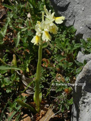 Orchis pauciflora