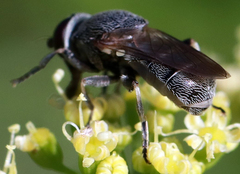 Myolepta aurinota
