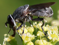 Myolepta aurinota