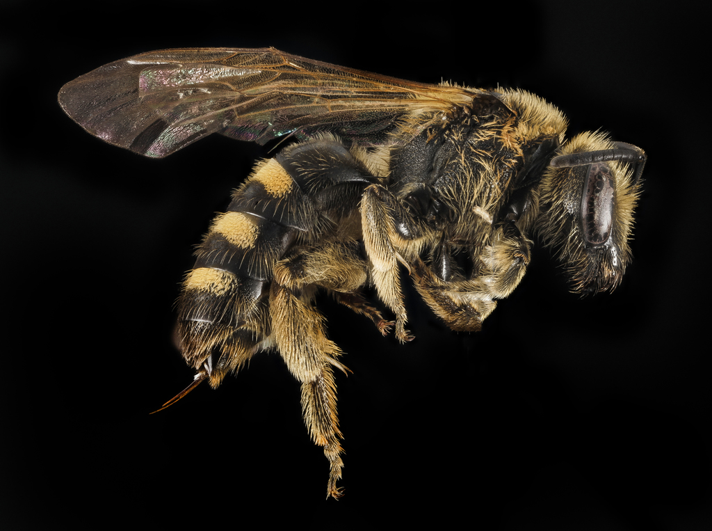 Distinguished Sweat Bee
