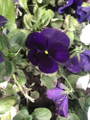 Viola × wittrockiana