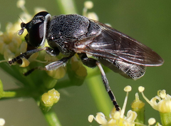 Myolepta aurinota