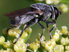 Myolepta aurinota
