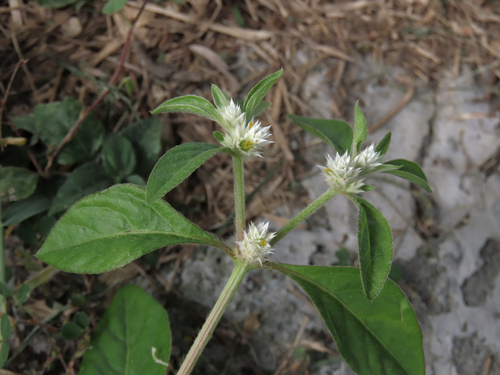 Alternanthera ficoidea observed 2026-10-18