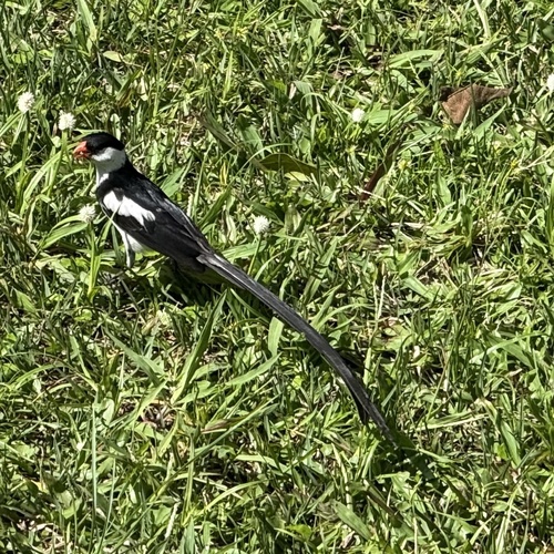 iNaturalist image