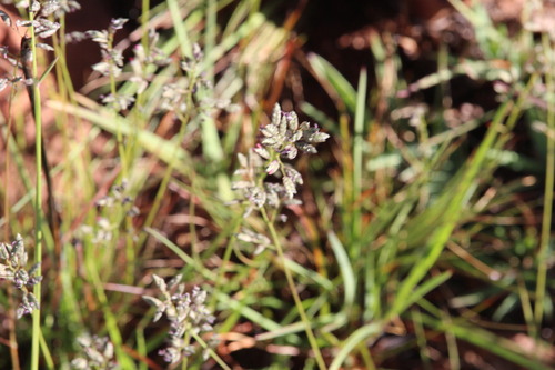 Eragrostis racemosa observed 2026-10-21