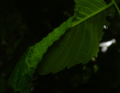 Insecta