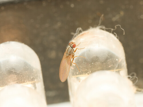 Scaptomyza pallida observed 2026-10-20