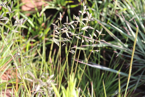 Eragrostis racemosa observed 2026-10-21