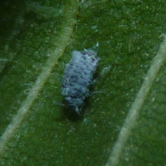 Insecta