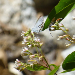 Celastrina echo