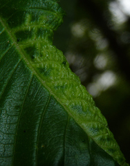 Insecta