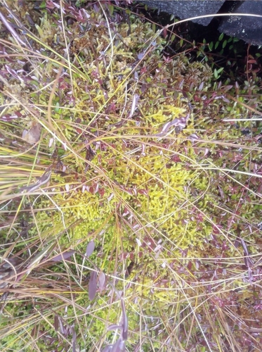 Straminergon stramineum observed 2026-10-16