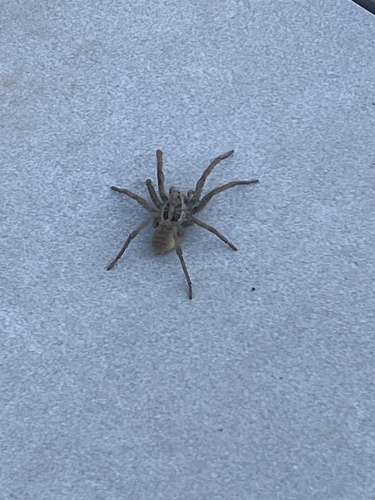Radiated Wolf Spider
