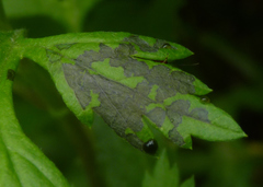 Insecta