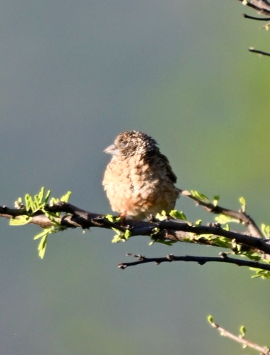 Amadina fasciata observed 2026-10-17