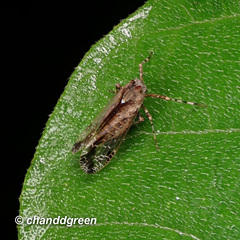 Orthopagus splendens