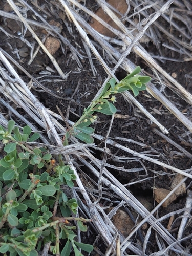 Smartweed Leafflower