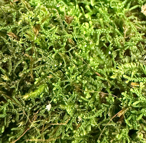 Lepidozia observed 2026-10-19