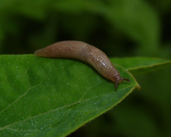 Deroceras