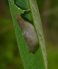 Deroceras