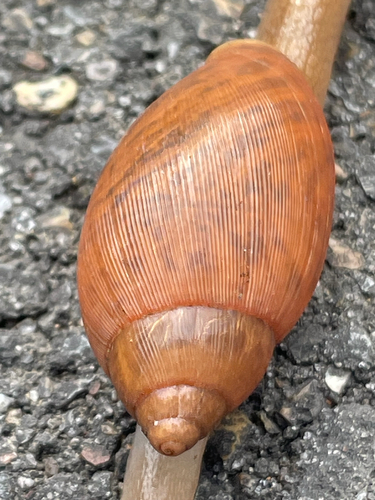Euglandina rosea observed 2026-10-21